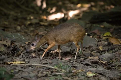 Close up of mouse deer in forest Stock Photos
