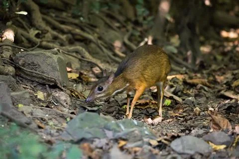 Close up of mouse deer in forest Stock Photos