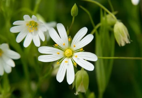 Close-up of Mouse-ear chickweed Stock Photos
