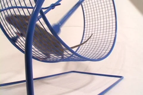 Close-up of a mouse in an exercise wheel. Stock Footage 552577