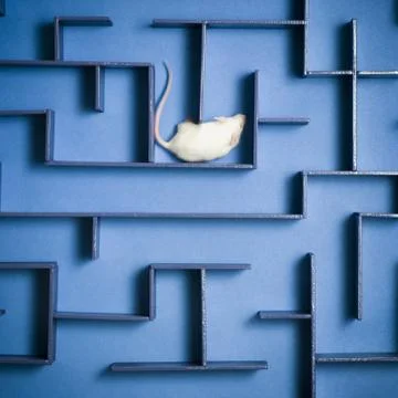 Close-up of a mouse in a maze Stock Photos