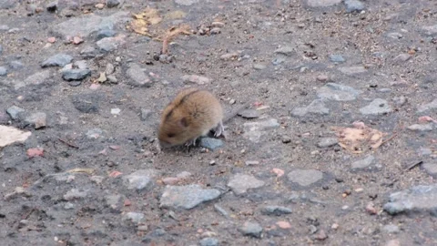 Close-up mouse vole looking for food on the road Stock Footage 162027320