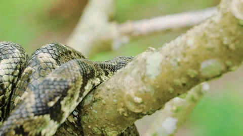 Premium Photo  Closeup of a black and white boa constrictor