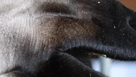 Close up of mouth of okapi eating. Stock Footage 123048817