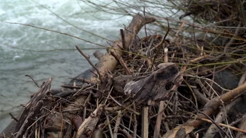 Close up move over driftwood after a storm with flooded river rapids Stock Footage 263629624