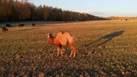 Close movement around a camel grazing among cows on a farm in Russia Stock Footage 167684757