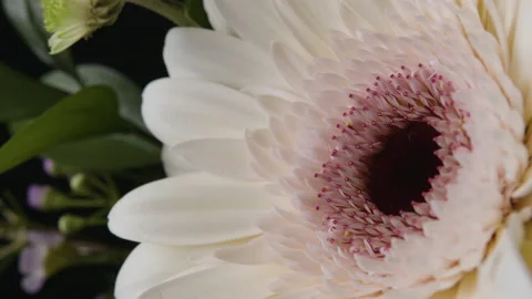 Close-up movement on flower 스톡 동영상 146994613