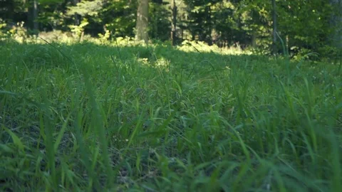 Close up movement in gras Stock Footage 112777938