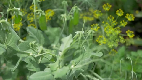 Close-up movement through peas and fennel Stock Footage 91647268