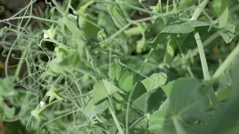 Close-up movement through peas Stock Footage 91647129