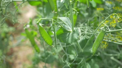 Close-up movement through peas Stock Footage 91647251