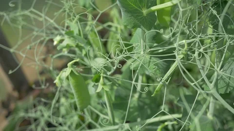 Close-up movement through peas Stock Footage 91647292