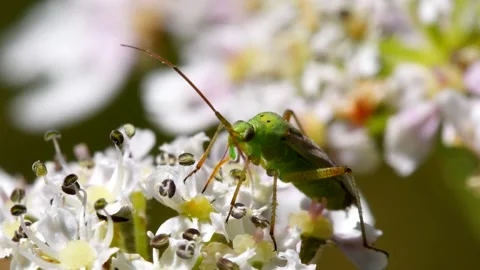 Close Up movie of Potato Capsid Bug on flowers. Stock Footage 138579736