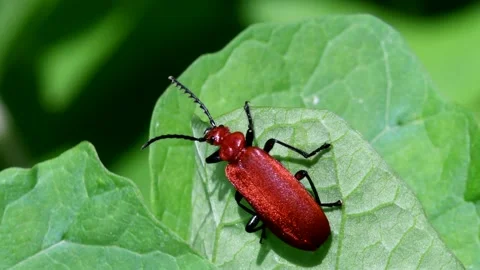 Close Up movie Red-headed Cardinal Beetle. Stock Footage 138583161
