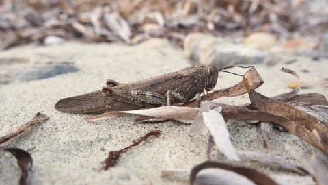 Close-Up of a Moving Brown Grasshopper on Sandy Ground Vídeo Stock 328110019