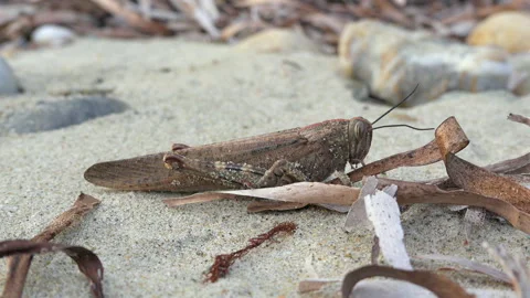 Close-Up of a Moving Brown Grasshopper on Sandy Ground 库存影片 328110493
