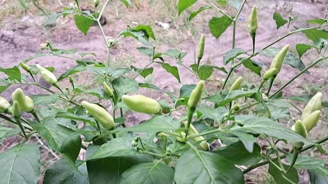 Close up of moving chili leaves. Stock-Footage 322986763
