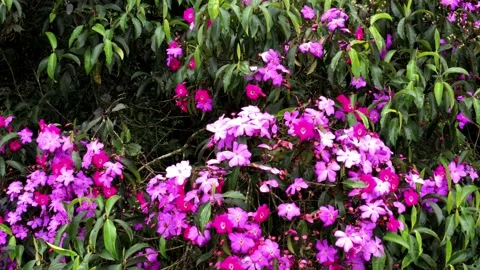 Close up, moving down alongside a tree with many purple colored flowers Stock Footage 151278010
