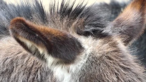 Close-up moving ears of a donkey Video stock 238513092