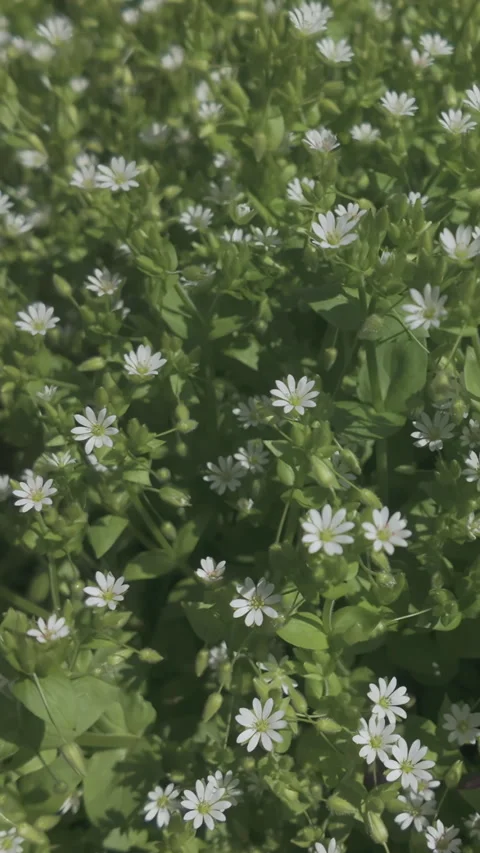 Close-up, moving forward over clearing covered with small white flowers of Stock Footage 327973586