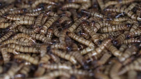 Close up of moving giant bird worms or super worms or Giant Mealworm of Zophobas Stock Footage 140826650