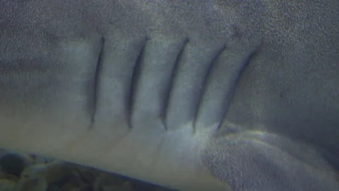 Close up moving gills of a shark Stock Footage 73446129
