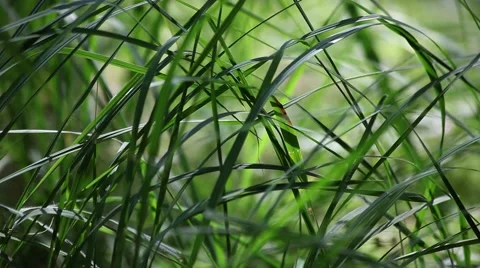 Close up of moving grass 動画素材 42101844