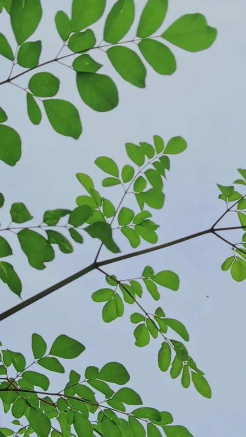 Close up of moving leaves. Stock-Footage 322986753