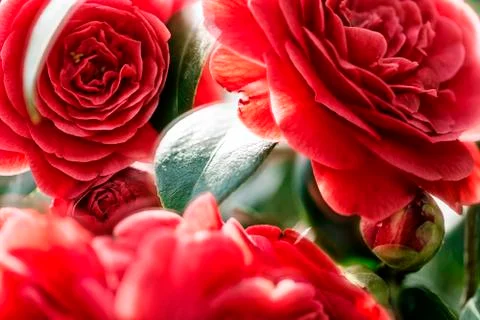 Close up of moving red roses in backlit Foto stock