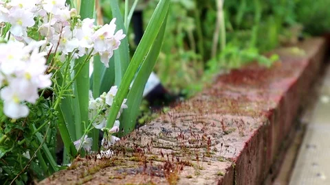 Close up moving shot of bricks Stock Footage 108886108
