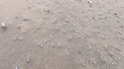 Close-up, moving shot of nurdles (plastic pellets) scattered all over beach sand Stock Footage 157287528