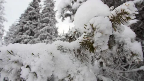 Close up. Moving shot. Snow Covered Spruce Tree Branch In Winter Forest Stock Footage 144045594