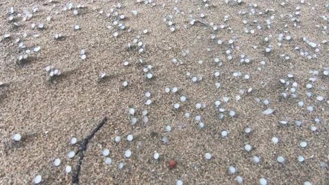 Close-up moving shot of thousands of nurdles (plastic pellets) littered on beach Stock Footage 157287489