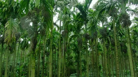 Close Up Moving Shot Through Areca Nut Palm Trees Stock Footage 342706264