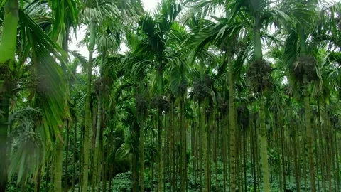 Close Up Moving Shot Through Areca Nut Palm Trees Stock Footage 342706284