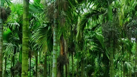 Close Up Moving Shot Through Areca Nut Palm Trees Stock Footage 342706289