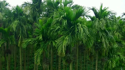 Close Up Moving Shot Through Areca Nut Palm Trees Stock Footage 342706481