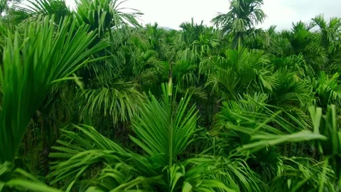 Close Up Moving Shot Through Areca Nut Palm Trees Stock Footage 342706482