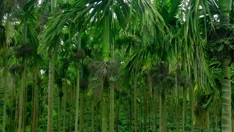 Close Up Moving Shot Through Areca Nut Palm Trees Stock Footage 342706509