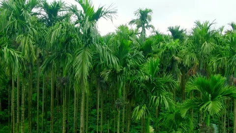 Close Up Moving Shot Through Areca Nut Palm Trees Stock Footage 342706510