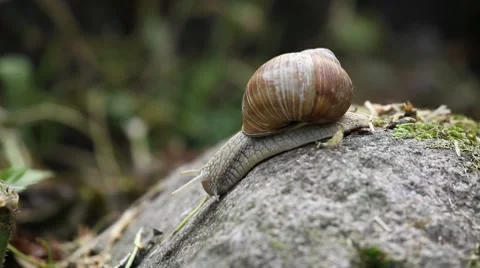 Close up of moving snail 動画素材 8687229