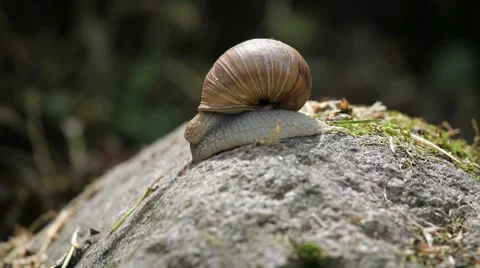 Close up of moving snail Stock Footage 8687885