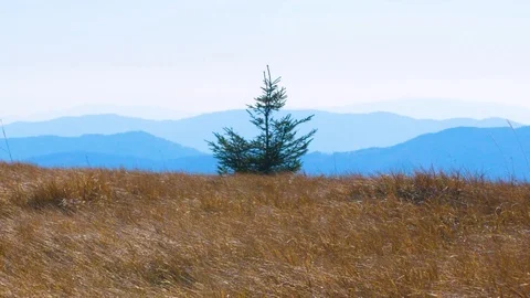 Close up moving from the tall grass to the mountain view Stock Footage 124076099