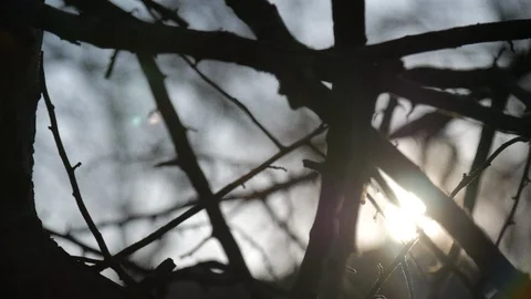 Close up moving through creepy leafless trees sun flare 스톡 동영상 104806710