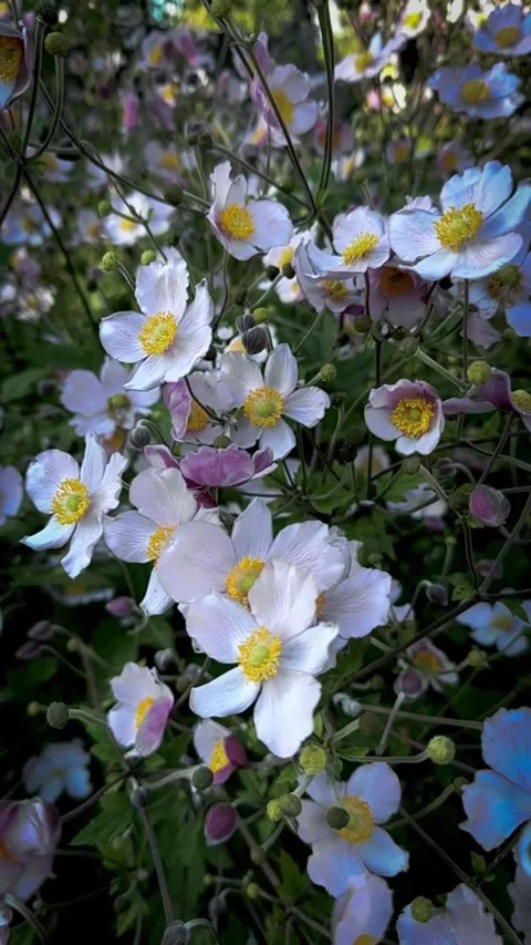 Close Up Moving View Of White And Pink Japanese Anemone Flowers. Stock Footage 264024372