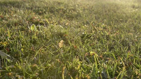 Close-up of mowed grass on the lawn Video stock 167209659