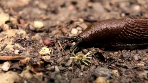 Close-up of a mucus snail on forest floor Stock Footage 76189352