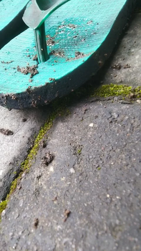 Close-up of Mud and Moss on Stone Path with Flip-Flops Stock Footage 303625231