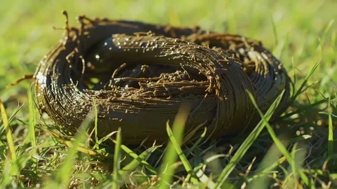 Close-up: Mud-Covered Cord on Green Grass under Sunlight Stock Footage 313324244