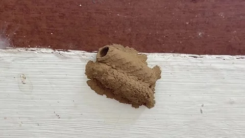 Close-Up Of Mud Dauber Wasp Nest Attached To Exterior Building Wall Stock Footage 321381349